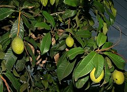 kuwini mango